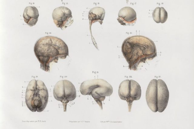 Anatomie, développement du SNC