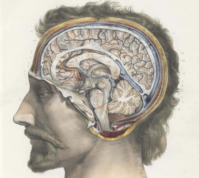 Traité complet de l'anatomie de l'homme