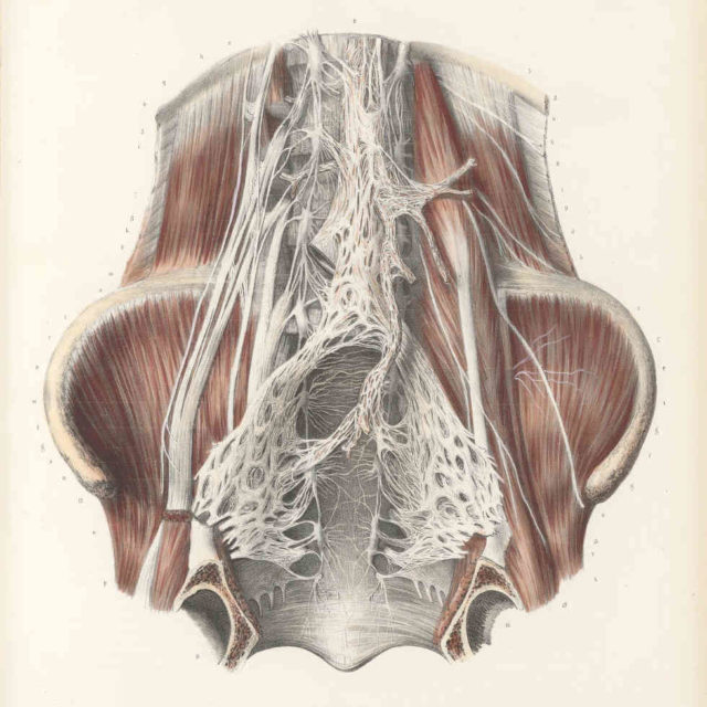 anastomoses cavité pelvienne