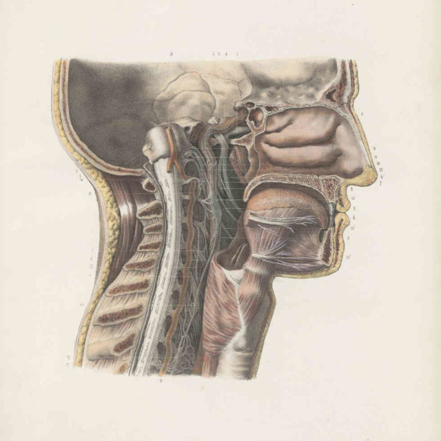 nerfs cervicaux