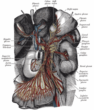 ganglions coeliaques et plexus coeliaque