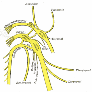 anastomoses du genglion cervical supérieur