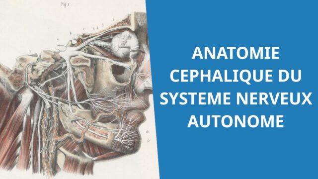 Anatomie céphalique du système nerveux autonome