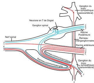 Organisation des voies sympathiques