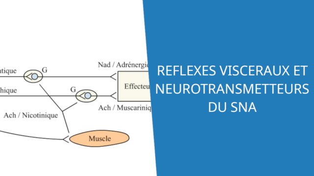 Réflexes viscéraux et neurotransmetteurs du système nerveux autonome