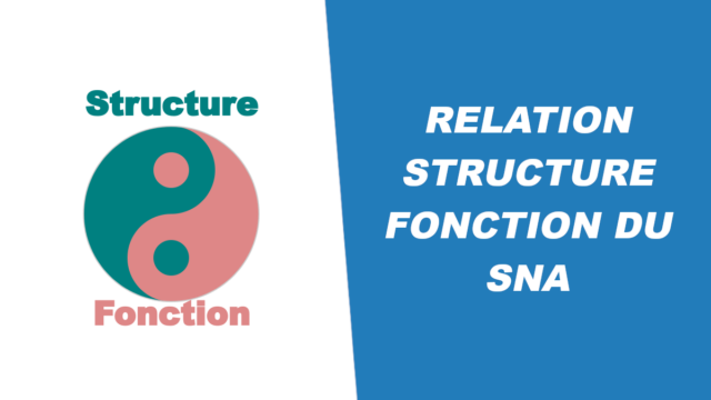 Relation structure fonction du système nerveux autonome