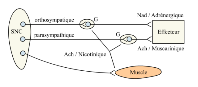 Neurotransmetteurs du système nerveux autonome